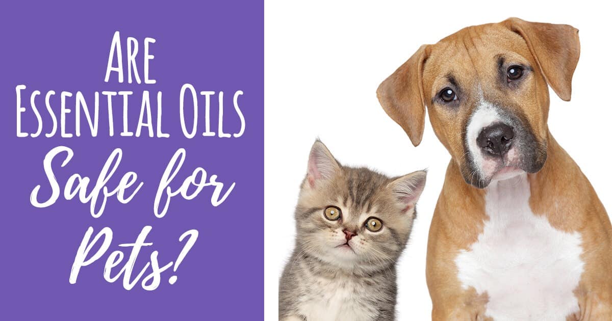 Are Essential Oils Safe for Pets? Simple Pure Beauty