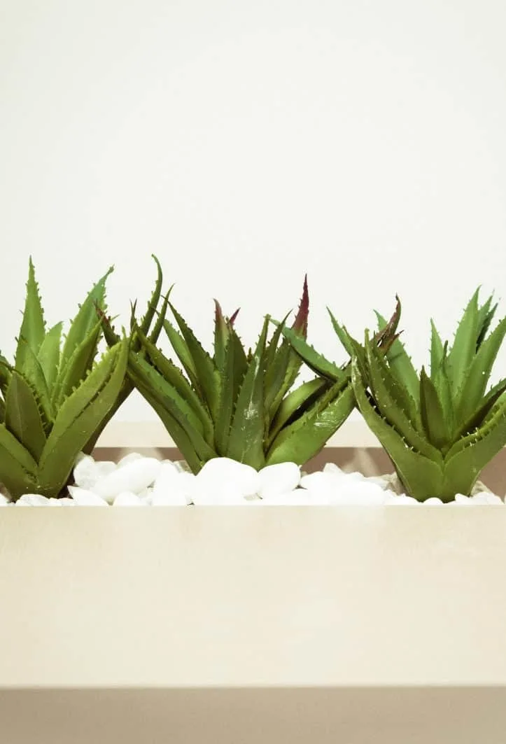 aloe vera plants a natural hair growth remedy