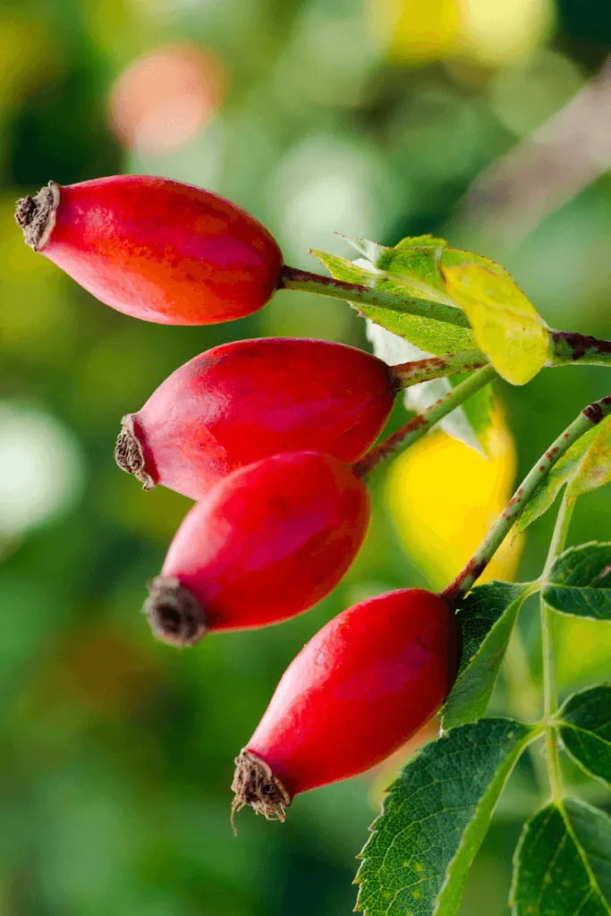 Rosehip Seed Oil Skincare Benefits