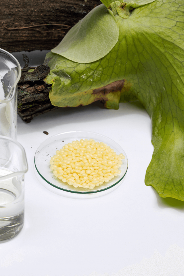 Candelilla Wax Benefits & Uses Where to Buy + DIY Recipes! Simple