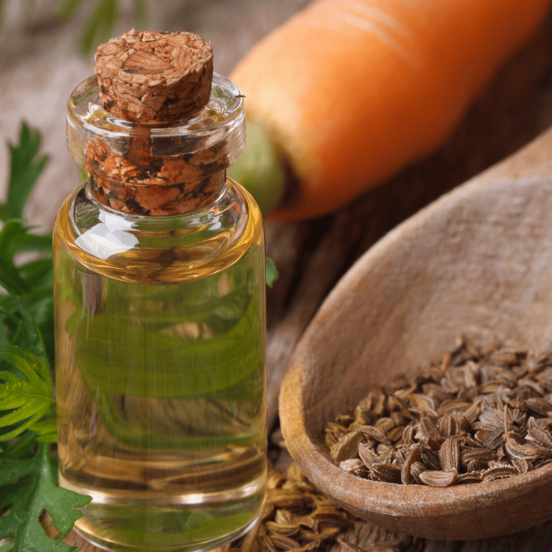 Carrot Seed Oil Benefits for Skin: How to Use; Where to Buy + DIY Recipes -  Simple Pure Beauty